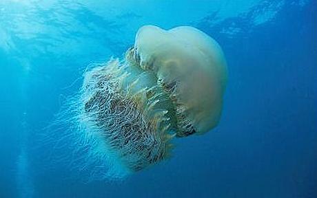 Echizen Jellyfish